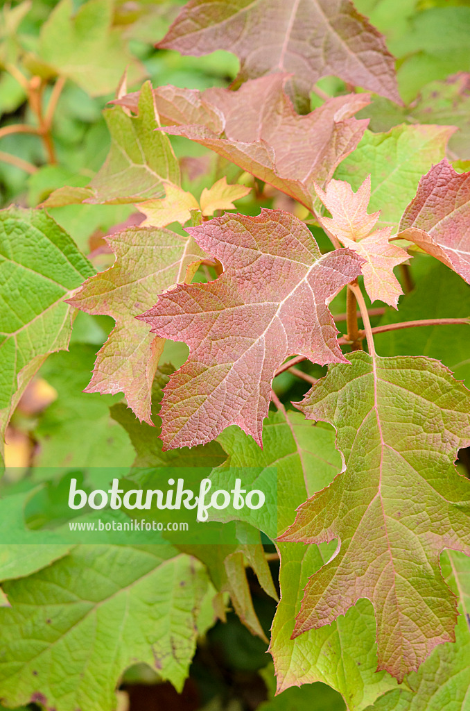 525056 - Oak-leaved hydrangea (Hydrangea quercifolia)