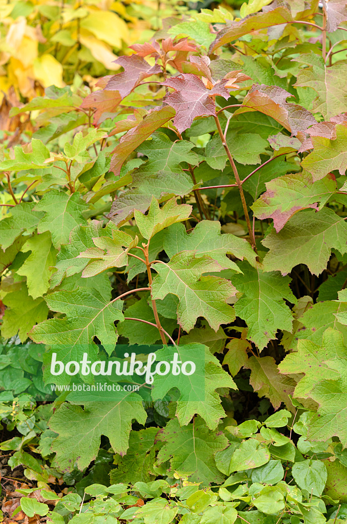 525057 - Oak-leaved hydrangea (Hydrangea quercifolia)