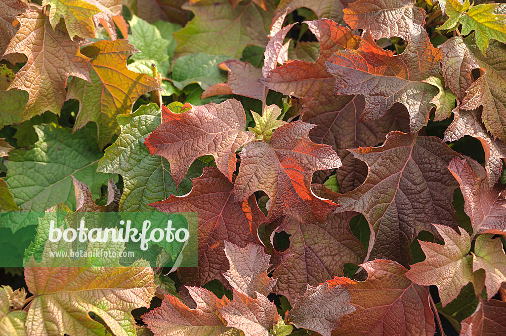 535283 - Oak-leaved hydrangea (Hydrangea quercifolia)