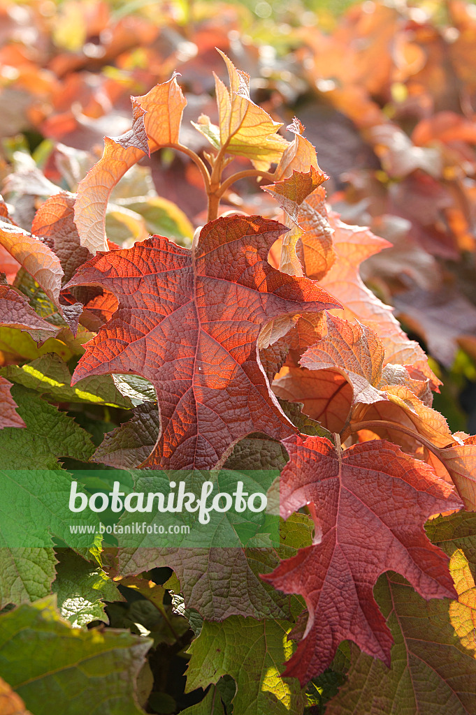 535284 - Oak-leaved hydrangea (Hydrangea quercifolia)