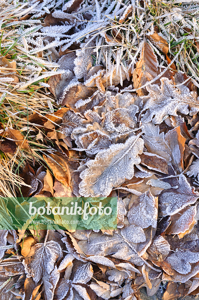 467086 - Oak leaves with hoar frost