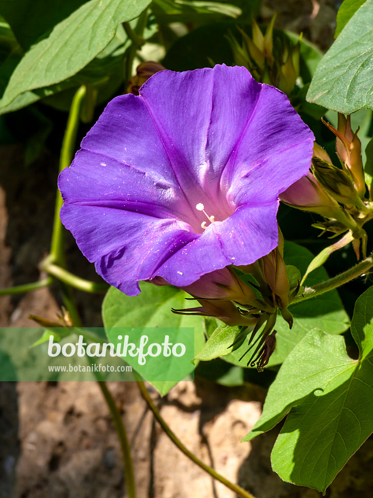 429136 - Ocean blue morning glory (Ipomoea indica)