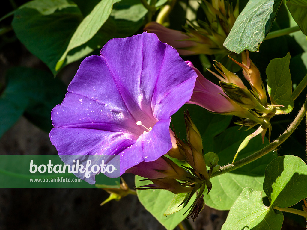 429137 - Ocean blue morning glory (Ipomoea indica)