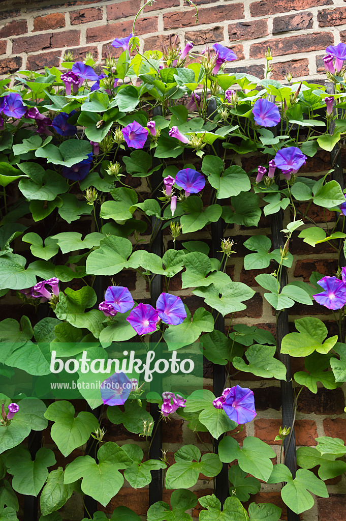 511079 - Ocean blue morning glory (Ipomoea indica)