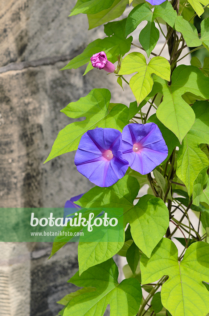 535198 - Ocean blue morning glory (Ipomoea indica)