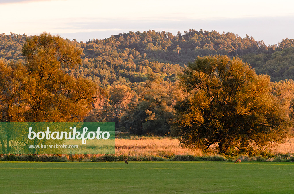 524212 - Oder hills int the evening, Lower Oder Valley National Park, Germany