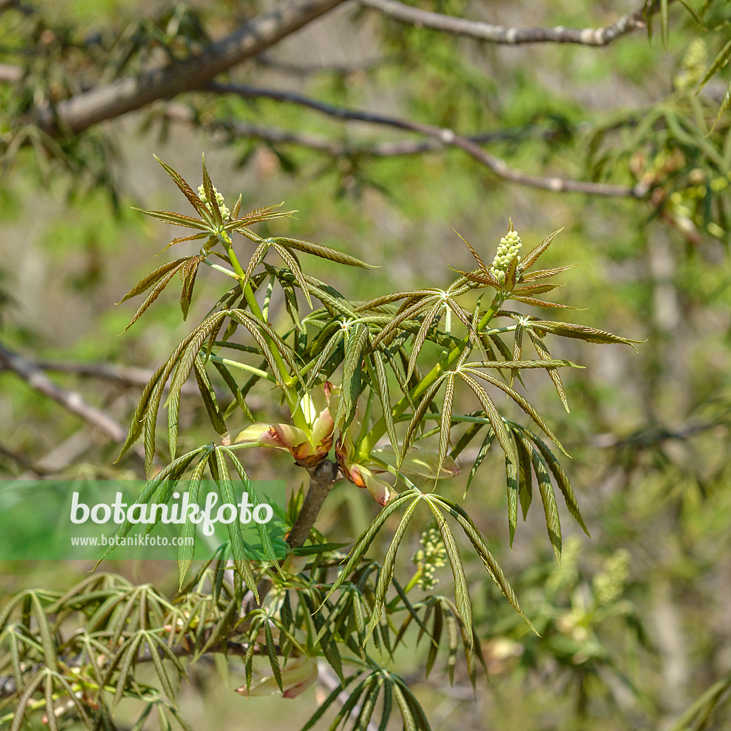 575009 - Ohio buckeye (Aesculus glabra var. glabra)