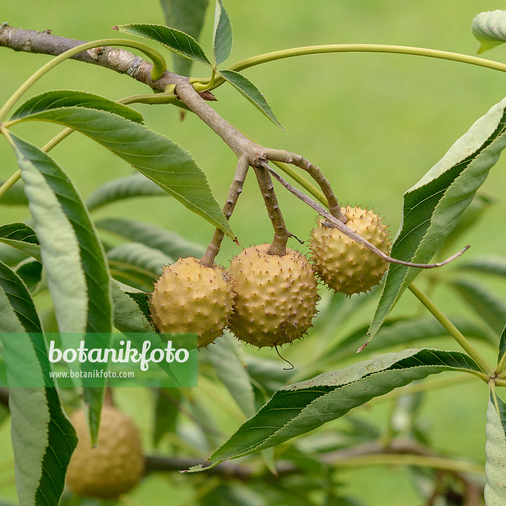 575010 - Ohio buckeye (Aesculus glabra var. glabra)