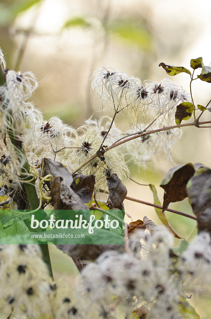 502067 - Old man's beard (Clematis vitalba)