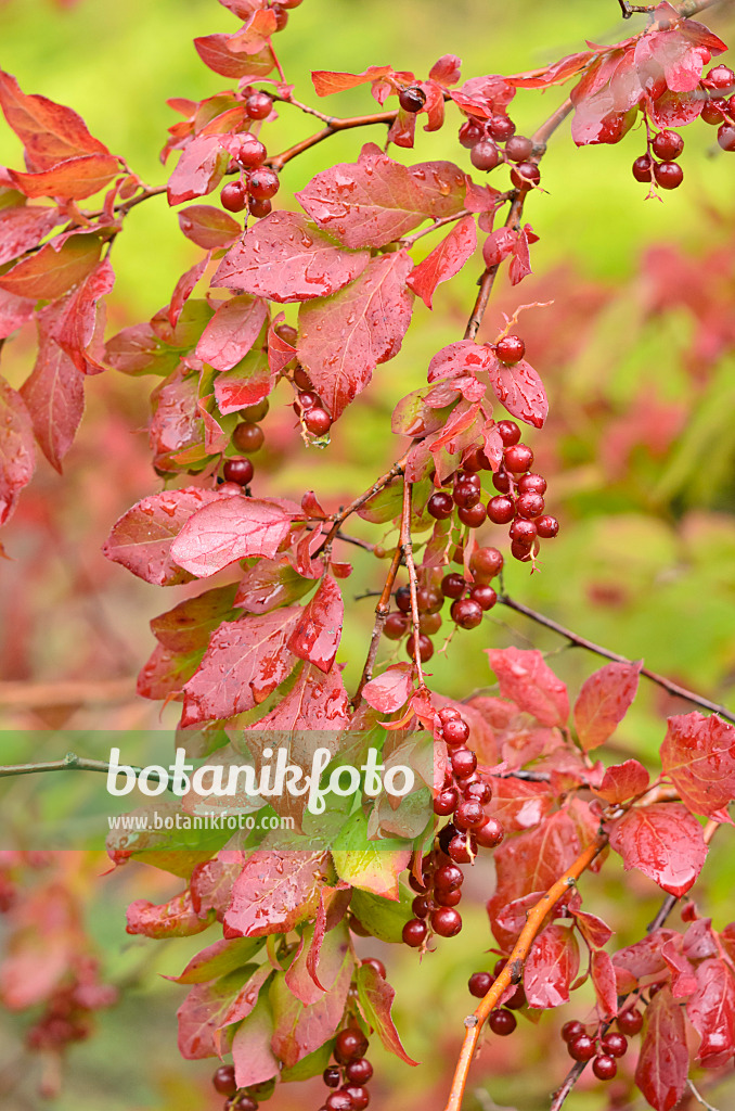 535173 - Oldham's blueberry (Vaccinium oldhamii)