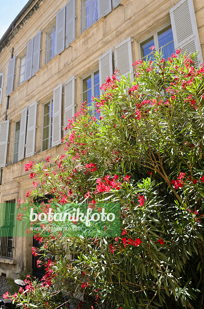 557213 - Oleander (Nerium oleander), Avignon, Provence, France