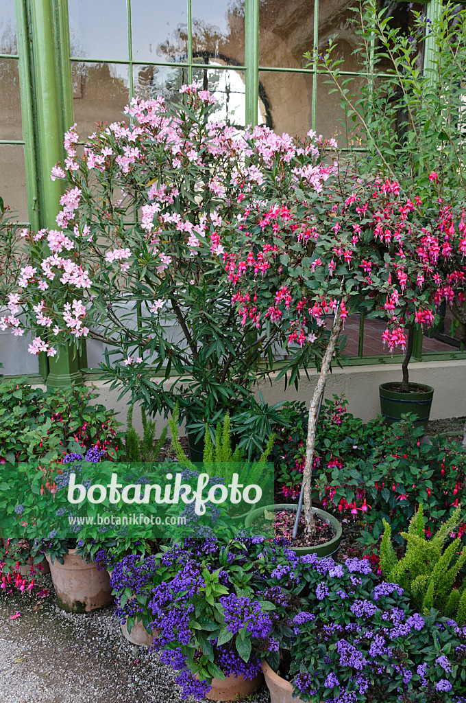 475111 - Oleander (Nerium oleander), fuchsias (Fuchsia) and heliotropes (Heliotropium)