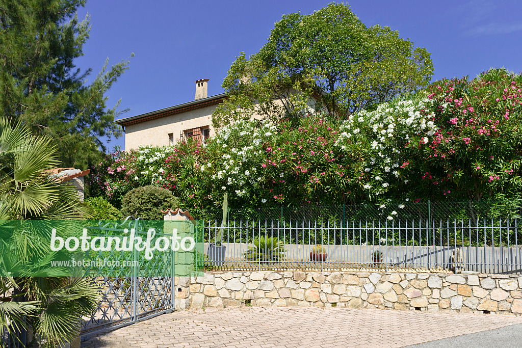 569110 - Oleander (Nerium oleander) in front of a residential building, Mandelieu, France