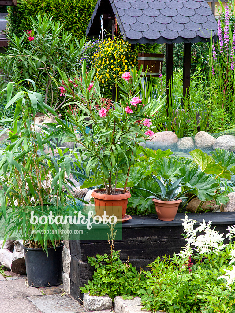 449034 - Oleander (Nerium oleander), umbrella plant (Darmera peltata syn. Peltiphyllum peltatum) and aloe (Aloe)