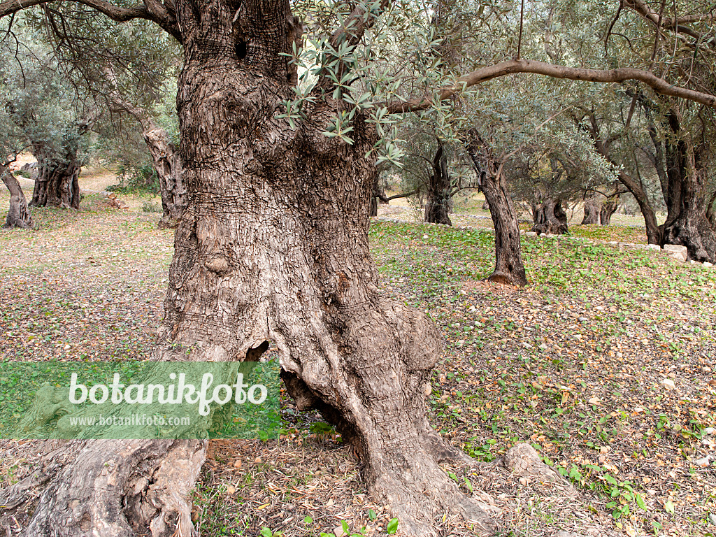 424076 - Olive tree (Olea europaea)