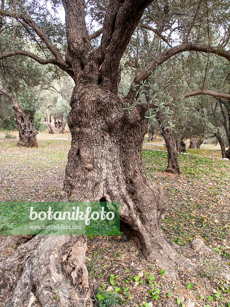 424077 - Olive tree (Olea europaea)