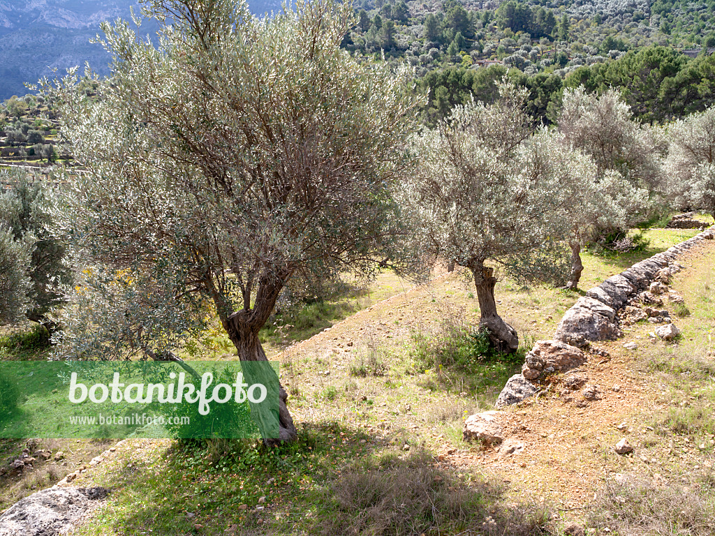 424101 - Olive tree (Olea europaea)