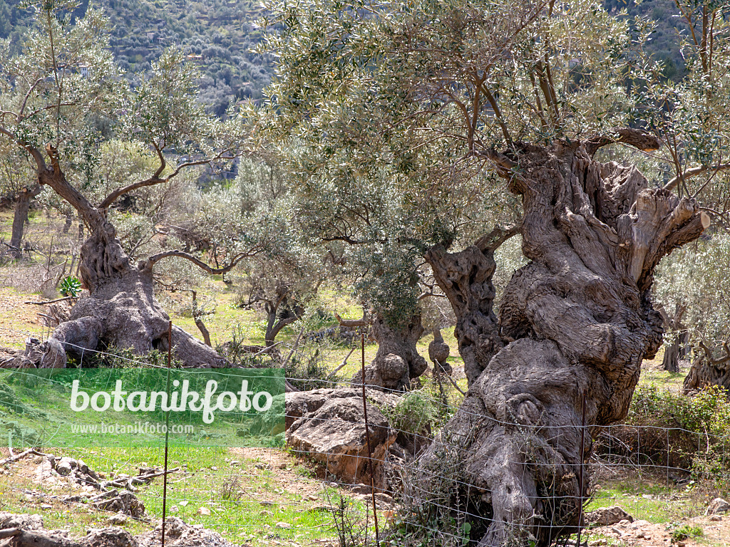 424105 - Olive tree (Olea europaea)