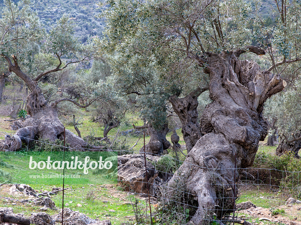 424106 - Olive tree (Olea europaea)