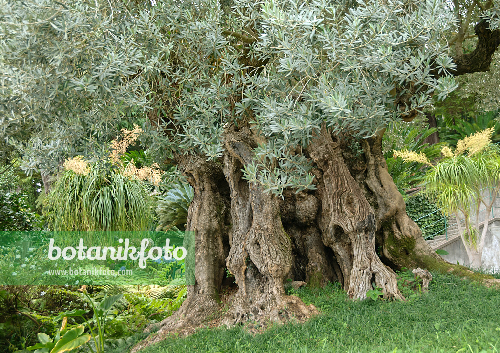 517207 - Olive tree (Olea europaea)