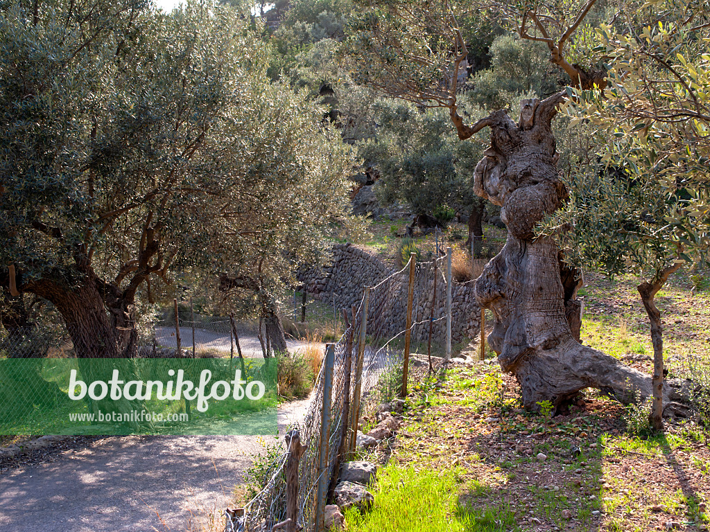 424071 - Olive tree (Olea europaea), Majorca, Spain