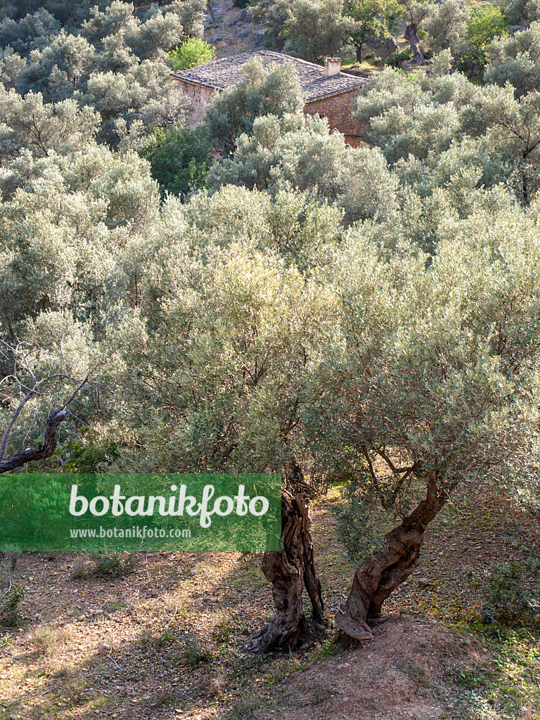 424072 - Olive tree (Olea europaea), Majorca, Spain