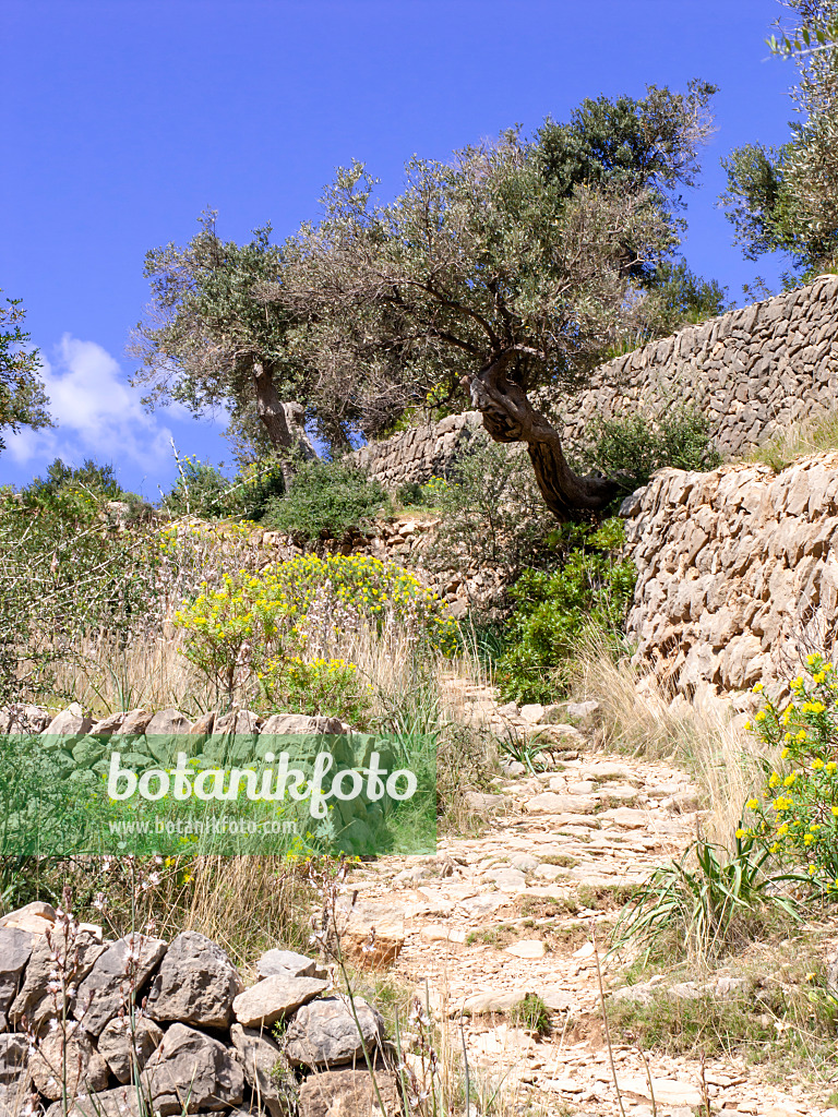 424108 - Olive tree (Olea europaea), Majorca, Spain