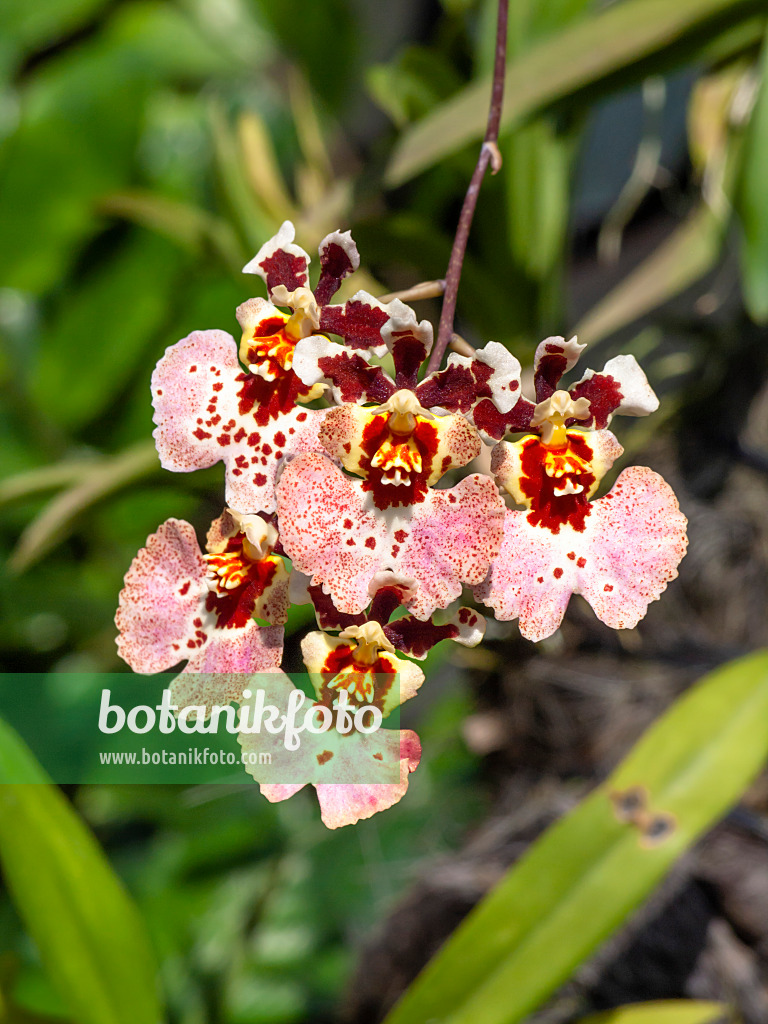 434430 - Oncidium