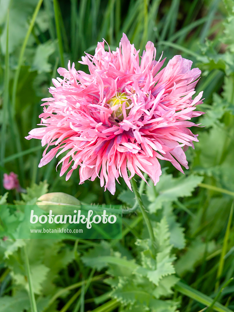 439010 - Opium poppy (Papaver somniferum)