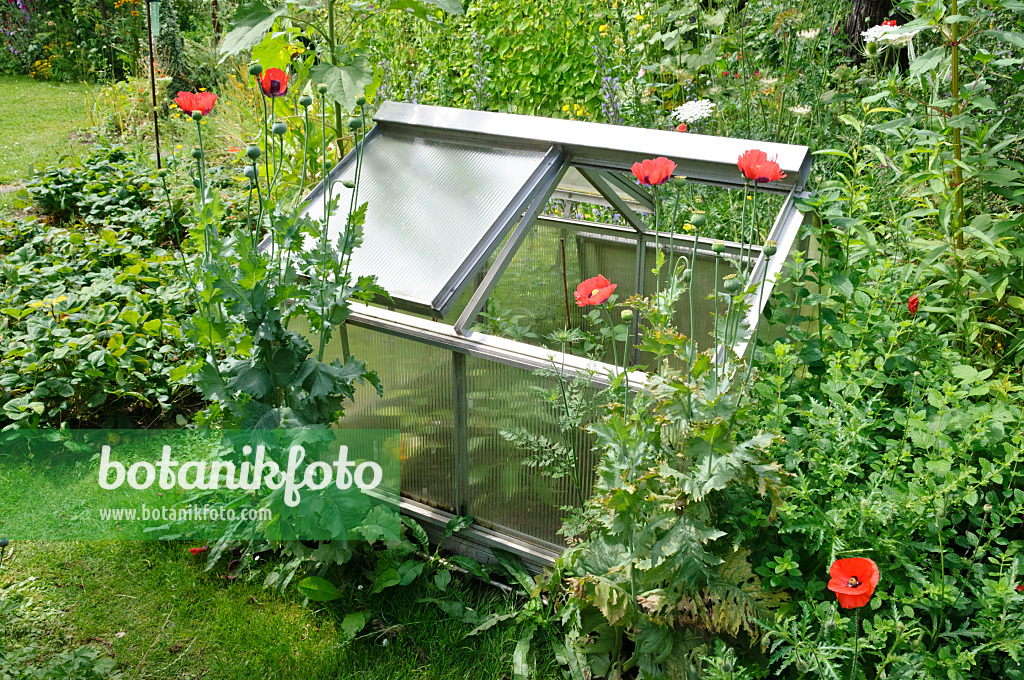 474122 - Opium poppy (Papaver somniferum) in front of a cold frame