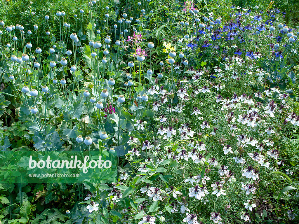 463110 - Opium poppy (Papaver somniferum) and love-in-a-mist (Nigella damascena)