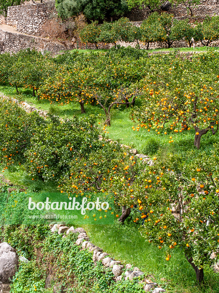 424083 - Orange (Citrus sinensis), Sóller, Majorca, Spain