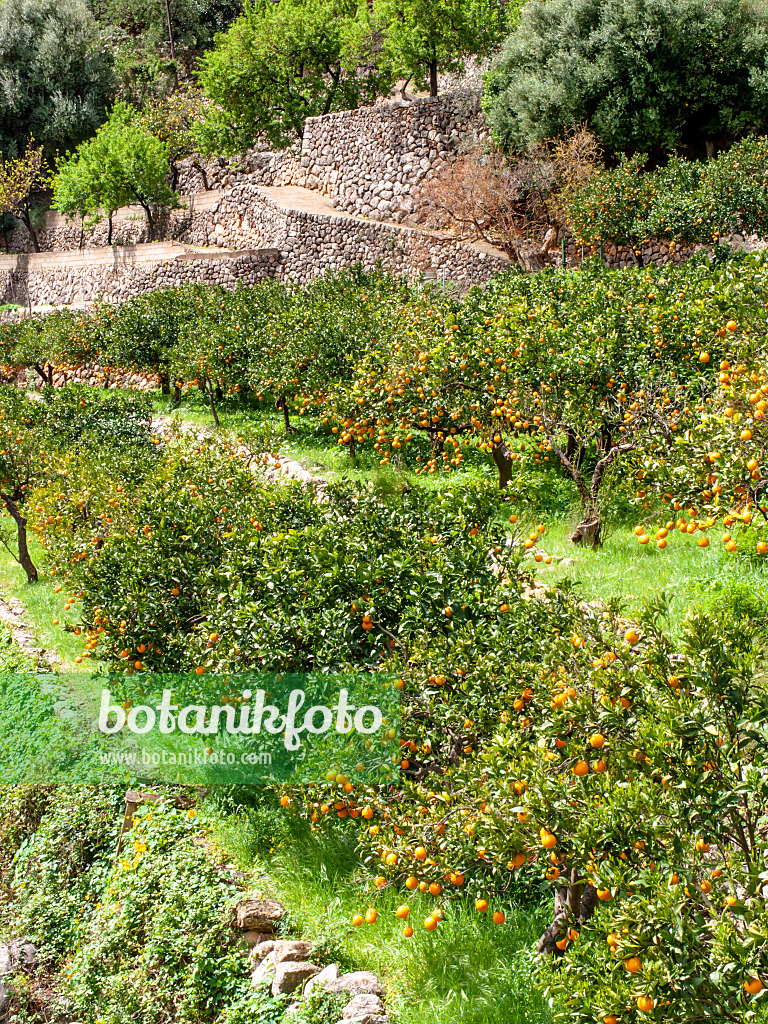 424084 - Orange (Citrus sinensis), Sóller, Majorca, Spain