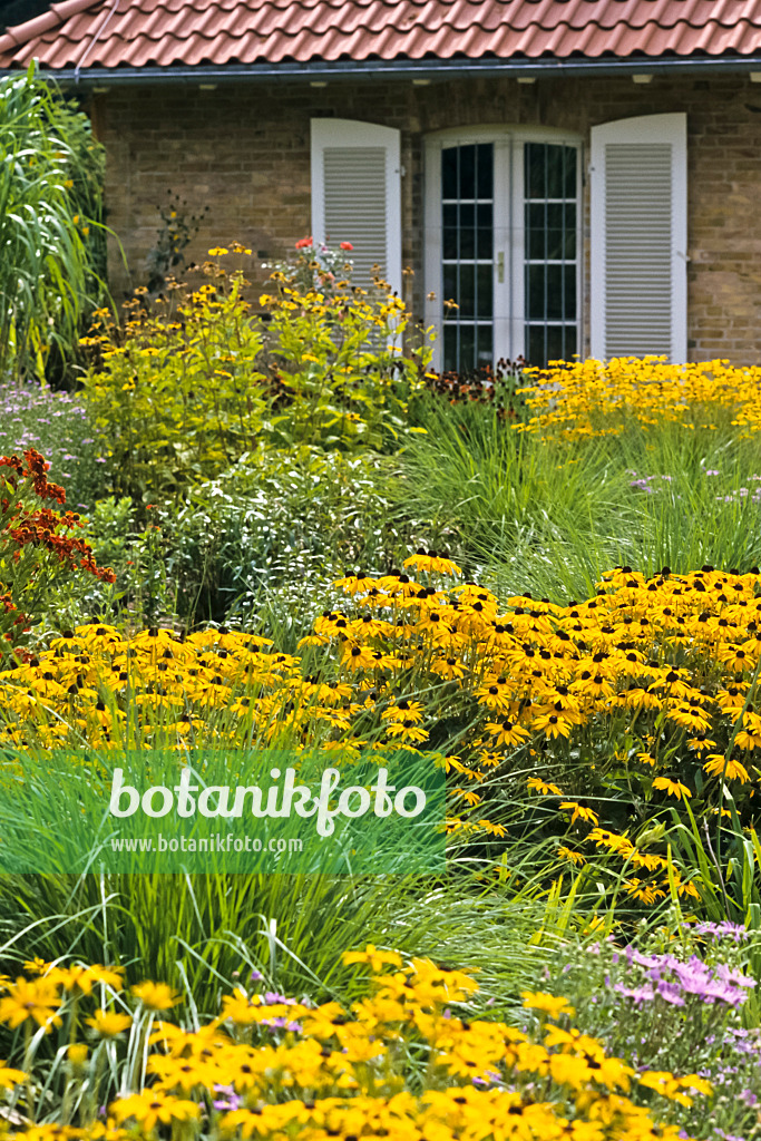 368036 - Orange cone flower (Rudbeckia fulgida)