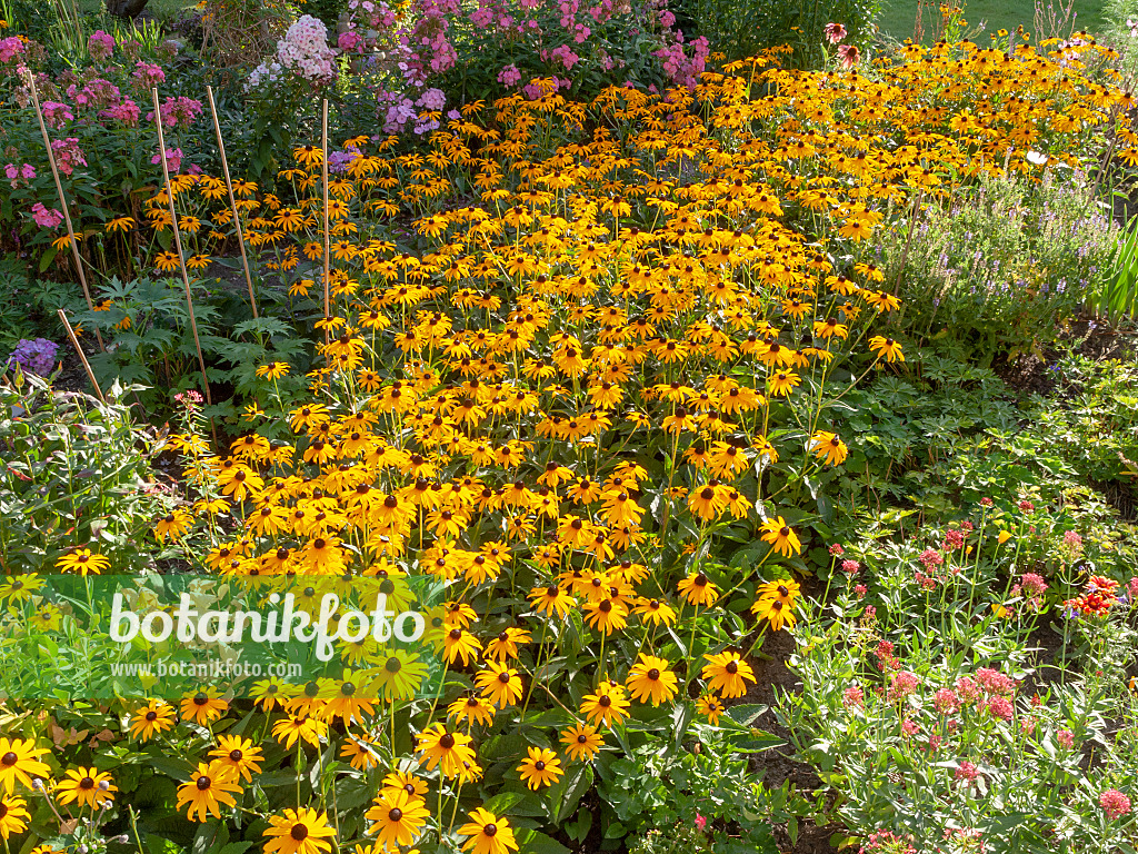 440007 - Orange cone flower (Rudbeckia fulgida)