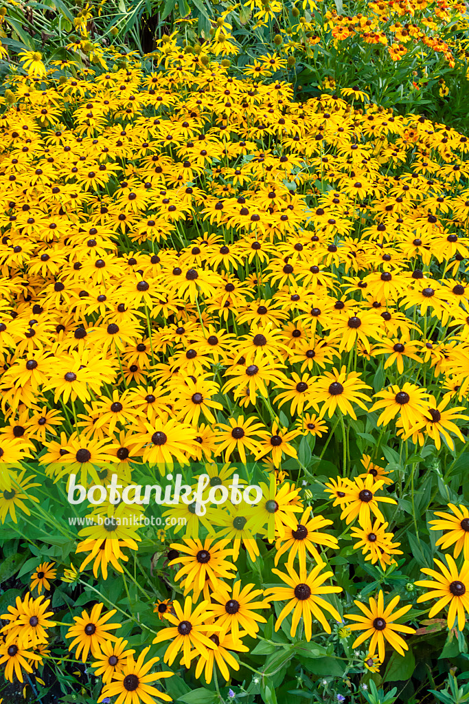 452069 - Orange cone flower (Rudbeckia fulgida)