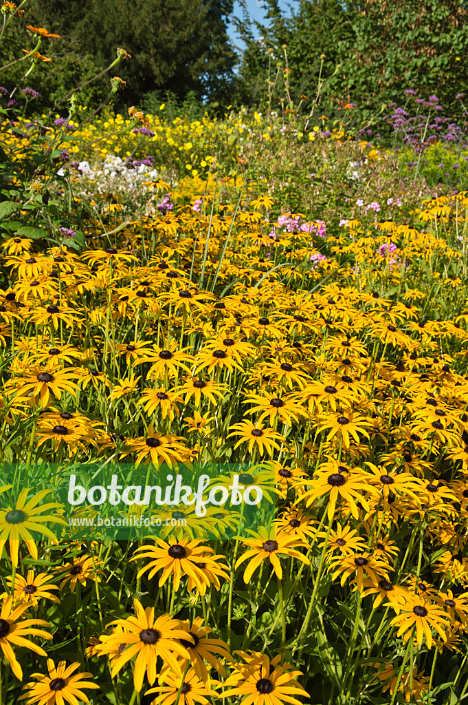 511125 - Orange cone flower (Rudbeckia fulgida)