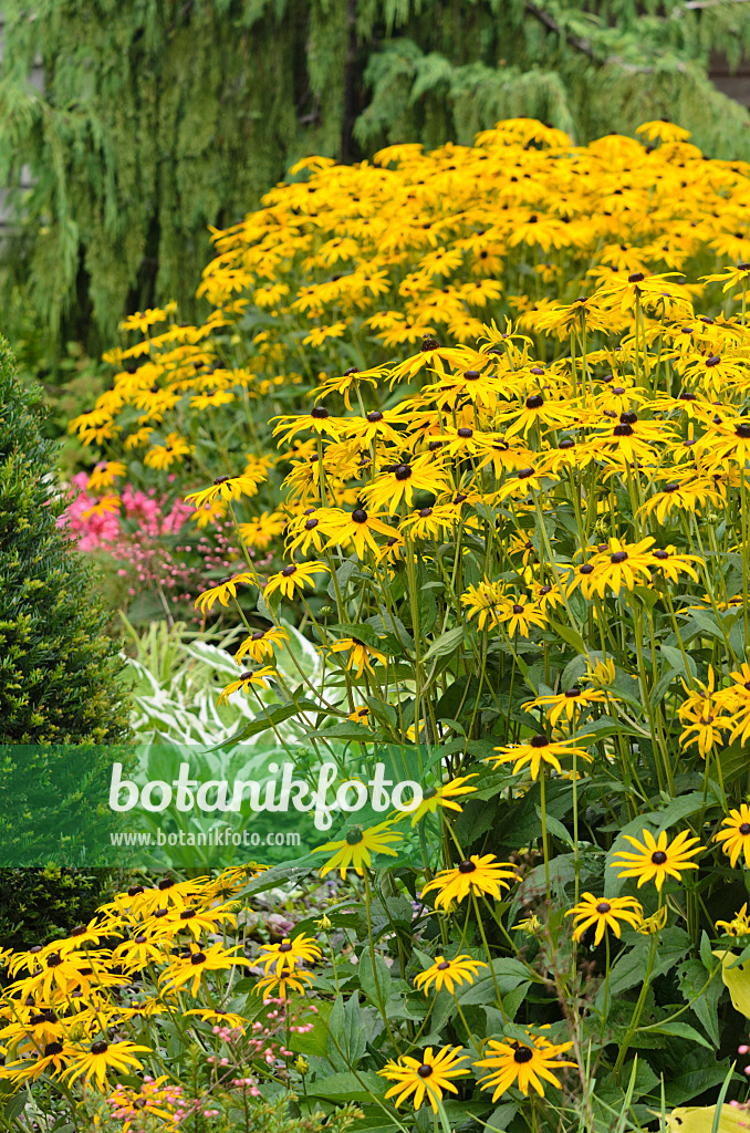 523122 - Orange cone flower (Rudbeckia fulgida)