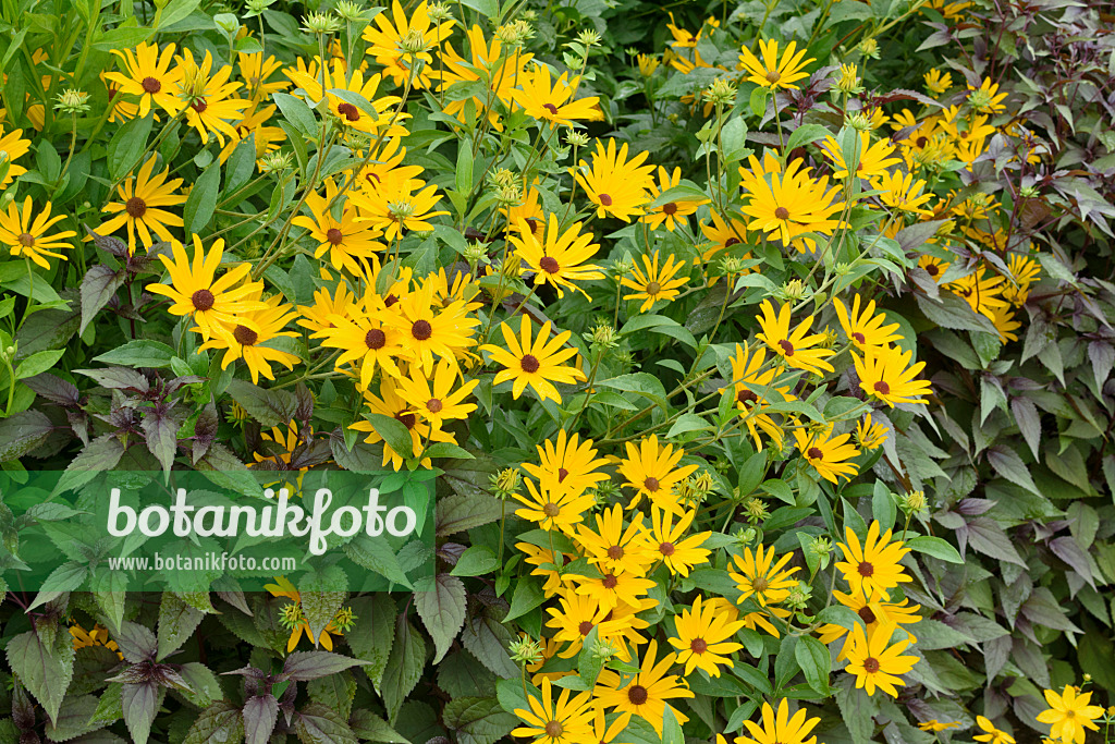 572104 - Orange cone flower (Rudbeckia fulgida)