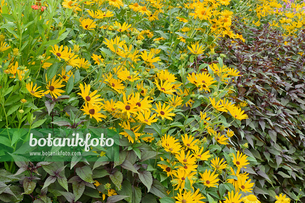 572105 - Orange cone flower (Rudbeckia fulgida)