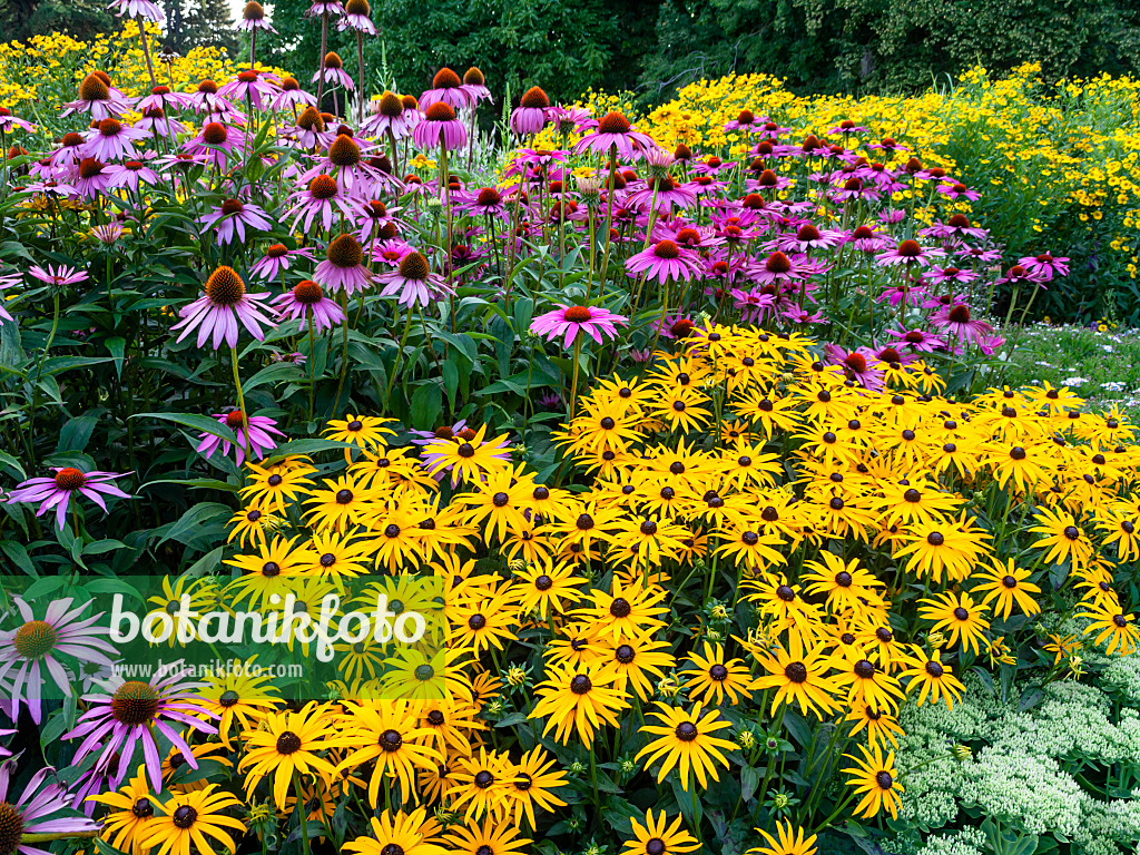 451001 - Orange cone flower (Rudbeckia fulgida) and cone flower (Echinacea)