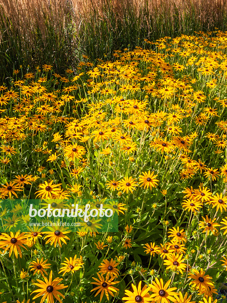 404047 - Orange cone flower (Rudbeckia fulgida var. deamii)