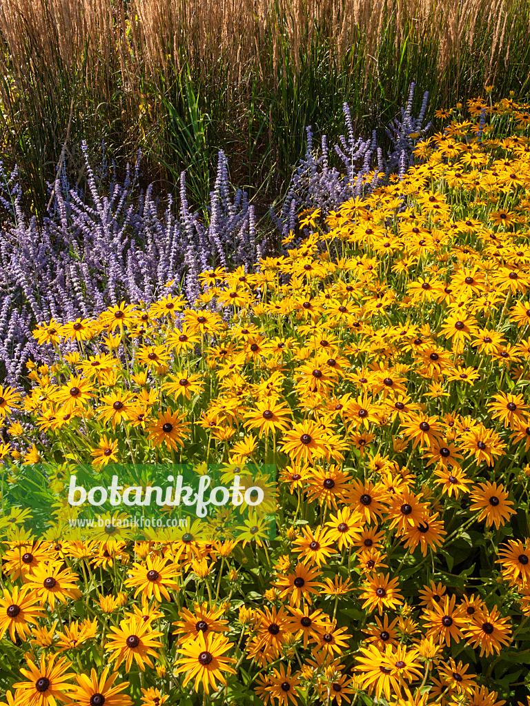 404049 - Orange cone flower (Rudbeckia fulgida var. deamii) and Russian sage (Perovskia abrotanoides)