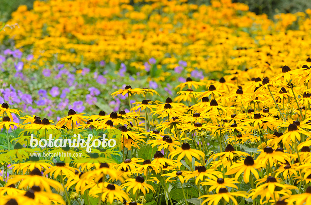 523109 - Orange cone flower (Rudbeckia fulgida 'Goldsturm')