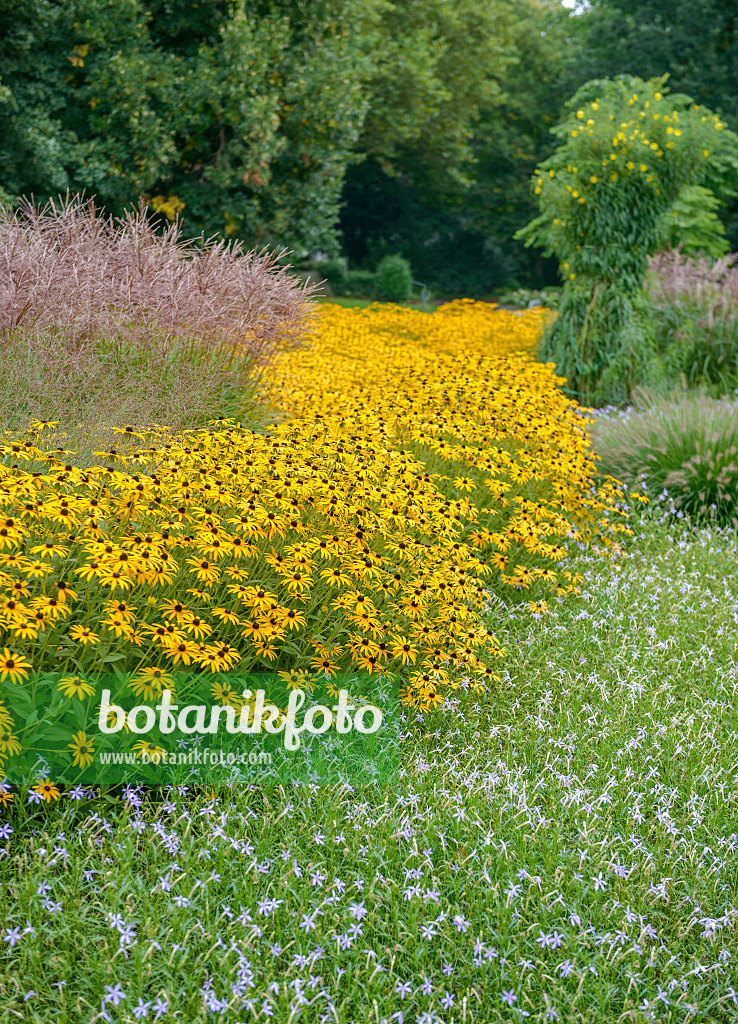 547291 - Orange cone flower (Rudbeckia fulgida 'Goldsturm') and Chinese silver grass (Miscanthus sinensis 'Kleine Fontäne')