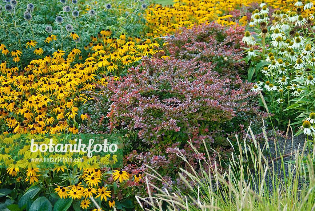 502118 - Orange cone flower (Rudbeckia fulgida), purple leaf barberry (Berberis thunbergii 'Atropurpurea Nana') and purple cone flower (Echinacea purpurea 'Alba')