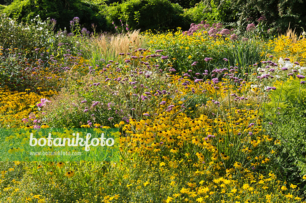 511127 - Orange cone flower (Rudbeckia fulgida) and purpletop vervain (Verbena bonariensis)