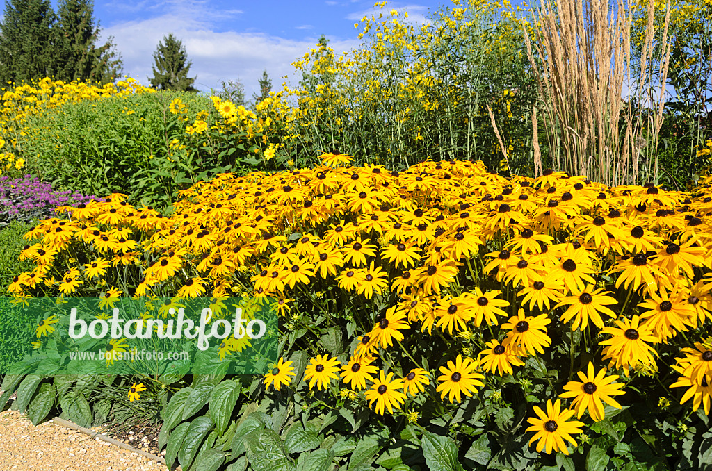 535152 - Orange cone flower (Rudbeckia fulgida) and reed grass (Calamagrostis x acutiflora 'Karl Foerster')