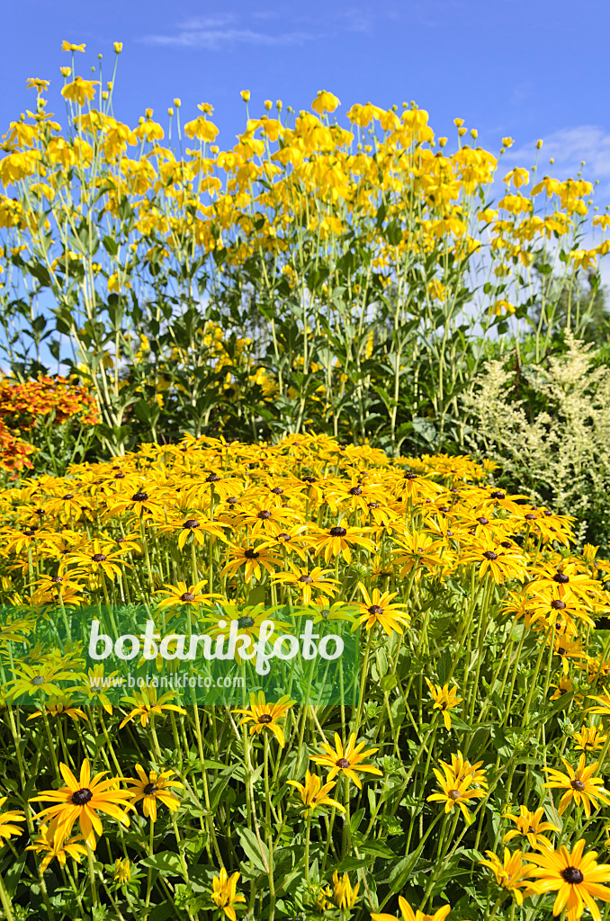 535151 - Orange cone flower (Rudbeckia fulgida) and shiny cone flower (Rudbeckia nitida)