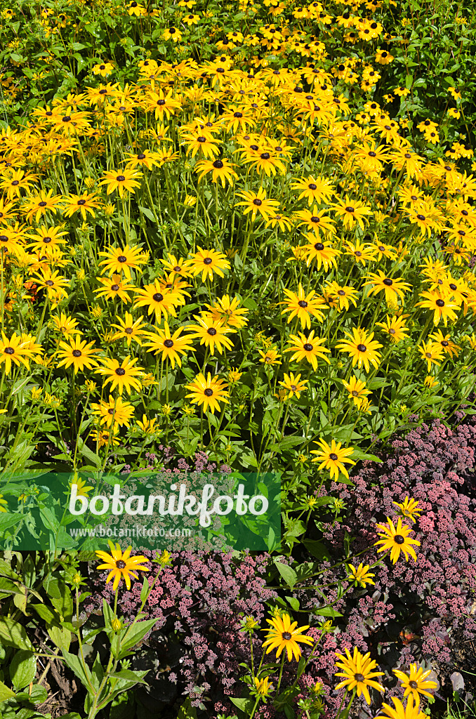 535148 - Orange cone flower (Rudbeckia fulgida) and showy stonecrop (Sedum spectabile 'Purple Emperor' syn. Hylotelephium spectabile 'Purple Emperor')